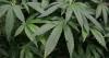 Cannabis farm worth up to £39k found in flat