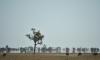 Trump's Iran lesson from Australia's emus