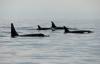 California accepting public comment before deciding whether southern resident killer whales warrant state protections