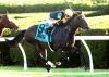 318 Catalogued for Fasig-Tipton New York-Bred Yearlings Sale