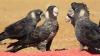 Scientists tracked endangered Australian cockatoos for three breeding seasons and found...