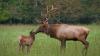 Two permits will revive North Carolina elk hunting in 2027