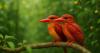 Scientists Warn Wildlife Photographers’ AI-Enhanced Bird Photos Could Threaten Research