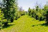 Biotech Startup Breeds Blight Tolerant American Chestnut Without Any Genetic Defects