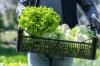 Mexico Investigates Supply Chain Following U.S. Cyclospora Outbreak