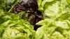 See full list of recalled Taylor Farms lettuce products
