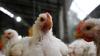 SA poultry industry calls for urgent bird flu vaccine rollout
