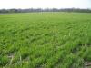 University of Wisconsin research examines how Cereal rye chemistry could create more targeted cover crop management