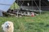 Sunrise Farms hosting Open House Celebration this Friday