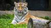 Tiger transported from South Korea to Ohio passed through DHL CVG hub