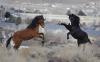 Arizona should not manage wild horses by straw poll