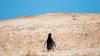 The Plight of the Desert Penguin: Caught Between Extraction and El Niño