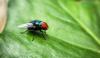 Researcher receives NSF CAREER Award to advance insect biology and strengthen South Texas agriculture