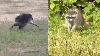 Who is Jimothy? Seattle's viral rotund raccoon takes the Internet by storm