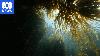 Underwater gardening helping to restore Tasmania's lost kelp forests