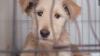 West Baton Rouge Parish launches interactive map to help reunite lost pets with owners