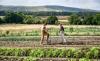 Regenerative Farming as a Path to Peace