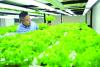 Qatar startup grows hydroponics for a hotter, drier future