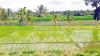 Farmers Seek Reconversion of KSEZ Lands Before Re-Registration