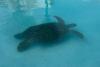 Turtle rescued from swimming pool