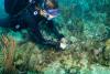 Scientists test hybrid ‘Flonduran’ corals in the Dry Tortugas