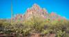 CLIMATE MATTERS: Arizona targets invasive plants with nearly $1M in grants