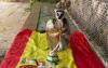 Lemur Julien predicts Spain’s World Cup triumph at Almuñecar zoo