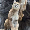 Zoo Idaho cougar kitten which survived deadly disease receives name during ceremony