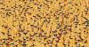 Quack attack: Thousands of rubber ducks arrive in Idaho Falls for 35th annual race