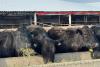 Kyrgyz Agroholding to buy 2,000 head of pedigree cattle