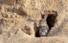 The rabbit found nowhere else on Earth has been hiding in plain sight across Spain