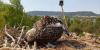 Twelve osprey chicks arrive after 2,700km journey to help restore Spain’s wild population