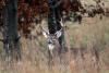 Missed the Draw? Leftover WMA Deer Permits Available July 22