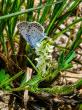 Fort McCoy’s butterfly management program demonstrates how conservation, military readiness coexist