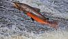Jack Power: Irish salmon are in big trouble