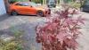 Short-Sighted Profiteering Is Killing Enthusiast Cars—And Future Enthusiasts