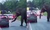 Wild elephant attacks cars on Bandipur Road, captured on video