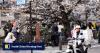 Chinese tourists blamed for overtourism in Japan’s Kyoto despite huge fall in arrivals