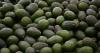 An avocado a day reduces bad cholesterol particles, heart disease risk in adults with obesity, study says