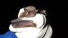 Monitoring planned after endangered Indiana bat maternity roost found in Nantahala