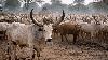 SPLM-IO, SPLM-IG trade blames over 7,304 cattle theft in Nyirol County