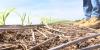 Fertilizer prices climb amid overseas conflict, Alabama farmers feel the squeeze