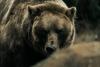 ADF&G Responds to Bear Encounter in South Anchorage