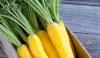 Farmers of the Dashoguz Velayat Harvest Carrots Twice a Year