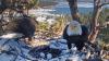 Rescued Big Bear bald eagle Jackie is ‘stable,’ wildlife nonprofit says