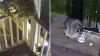 Seattle's viral 'Jimothy' raccoon may have a rare short spine disorder, vet says