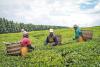 Kenya targets bigger tea exports to Chinese market