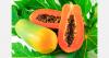 Papaya production supports post-conflict recovery in Colombia