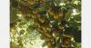 "Kiwifruit development in Kavala, Greece, progressing with normal volumes"
