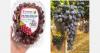 Co-branding launches as sales begin for all-Italian seedless grapes